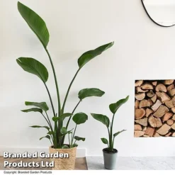 Strelitzia Nicolai -Plants Sales Store STRE NICOLAI T52500