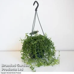 Senecio Peregrinus 'String Of Dolphins' -Plants Sales Store STRI DOLP D