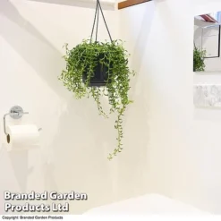 Senecio Peregrinus 'String Of Dolphins' -Plants Sales Store STRI DOLP E