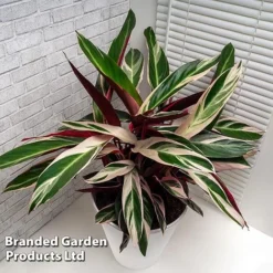 Stromanthe Sanguinea 'Triostar' -Plants Sales Store STRO TRIOSTAR KF1299 C