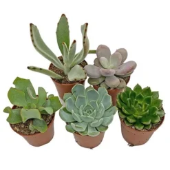5 Succulent Starter Plant Collection Indoor Cacti Houseplants Terrarium Plants -Plants Sales Store SUCC 4