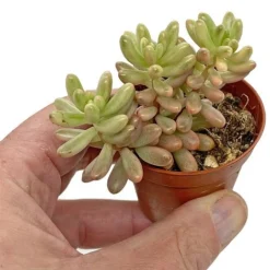 5 Succulent Starter Plant Collection Indoor Cacti Houseplants Terrarium Plants -Plants Sales Store SUCC 7