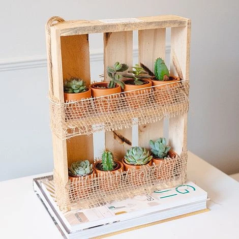 Hanging Wooden Succulent Shelf With 8 Plants 1 Hanging Wooden Succulent Shelf With 8 Plants