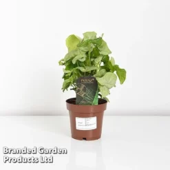 Syngonium 'Confetti' -Plants Sales Store SYNG CONFETTI WKF1207 D