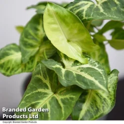 Syngonium 'Pixie' -Plants Sales Store SYNG PIXIE T48229