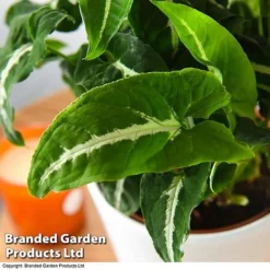 Syngonium Wendlandii -Plants Sales Store SYNG WENDLANDI T42612