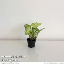 Syngonium 'White Butterfly' 5 Syngonium 'White Butterfly' -Plants Sales Store SYNG WHITEB6CM T35116