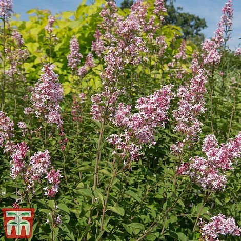 Lilac 'Superba' 2 Lilac 'Superba' - Image 2