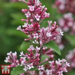 Lilac 'Superba' 6 Lilac 'Superba' -Plants Sales Store SYRI T58272 C