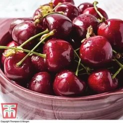 Premium Patio Standard Collection -Plants Sales Store Stella