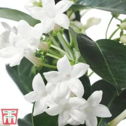 Stephanotis Floribunda On A Hoop -Plants Sales Store Steph3