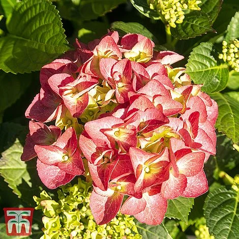 Hydrangea Serrata Preziosa' 1 Hydrangea Serrata Preziosa'