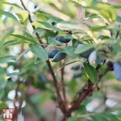 Lonicera Kamtschatica 'Eisbar'