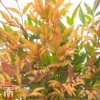 Nandina Domestica 'Gulfstream'