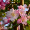 Crab Apple 'Red Obelisk'