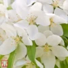 Crab Apple 'Sugar Tyme'