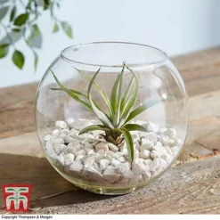 Air Plant Variety Collection -Plants Sales Store TILL 3492 A1