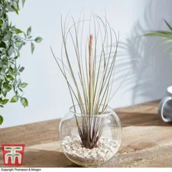 Air Plant Variety Collection -Plants Sales Store TILL 3492 A10