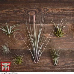Air Plant Variety Collection -Plants Sales Store TILL 3492 A2