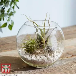 Air Plant Variety Collection -Plants Sales Store TILL 3492 A3