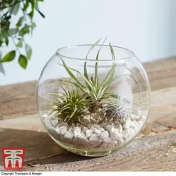 Air Plant Variety Collection -Plants Sales Store TILL 3492 A4