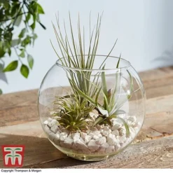 Air Plant Variety Collection -Plants Sales Store TILL 3492 A5