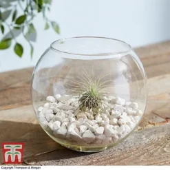 Air Plant Variety Collection -Plants Sales Store TILL 3492 A6