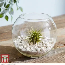 Air Plant Variety Collection -Plants Sales Store TILL 3492 A7