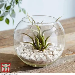 Air Plant Variety Collection -Plants Sales Store TILL 3492 A8