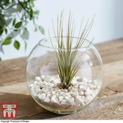 Air Plant Variety Collection -Plants Sales Store TILL 3492 A9