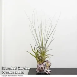 Air Plant Medium Barnacle