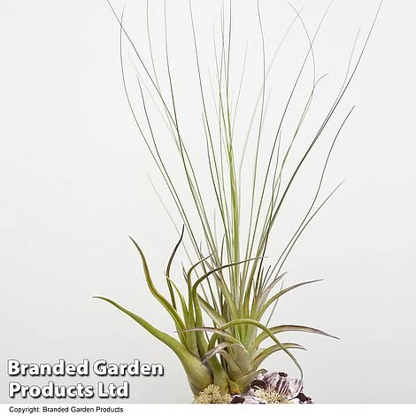 Air Plant Medium Barnacle 2 Air Plant Medium Barnacle - Image 2