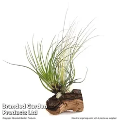 Air Plant On Bog Wood -Plants Sales Store TILL BOGWOOD4P T48230