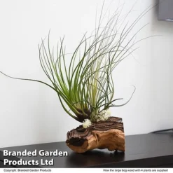 Air Plant On Bog Wood