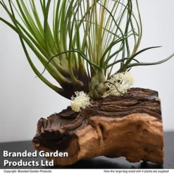 Air Plant On Bog Wood -Plants Sales Store TILL BOGWOOD4P T48233