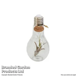 Airplant (Tillandsia) In A Light Bulb (Medium) -Plants Sales Store TILL LIGHTBULB T49713