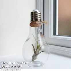 Airplant (Tillandsia) In A Light Bulb (Medium)