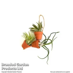Air Plant Mini Pots On Rope -Plants Sales Store TILL MINIROPE3 T48839