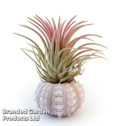 Air Plant (Tillandsia) In Sputnik Sea Urchin -Plants Sales Store TILL SPUTNIKSE W46925