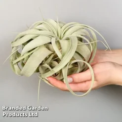 Air Plant (Tillandsia) Xerographica