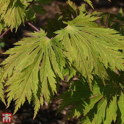 Acer Japonicum 'Aconitifolium' 2 Acer Japonicum 'Aconitifolium' - Image 2
