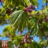 Acer Japonicum 'Aconitifolium'