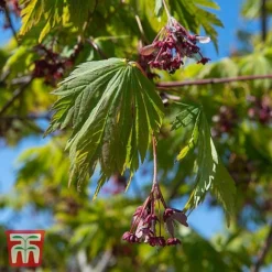 Acer Japonicum 'Aconitifolium'