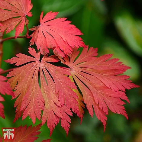 Acer Japonicum 'Aconitifolium' 3 Acer Japonicum 'Aconitifolium' - Image 3