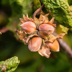 Corylus Avellana 'Twister' -Plants Sales Store TKA3098 CORY 3