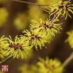 Hamamelis X Intermedia 'Ruby Glow' -Plants Sales Store TKA3152 HAMA 3