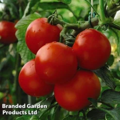 Tomato Collection -Plants Sales Store TOMA KA9208 B311