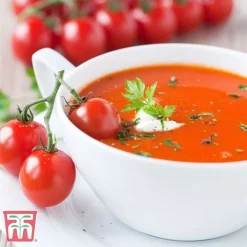 Tomato Trio Collection -Plants Sales Store TOMA RECIPE CUL111