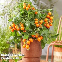 Tomato Windowsill Collection -Plants Sales Store TOMA HEARTBREA S63054
