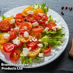 Tomato 'Dora Orange' 7 Tomato 'Dora Orange' -Plants Sales Store TOMA WINDWSILL L38589